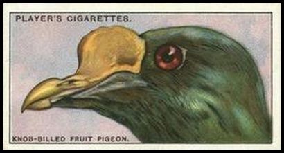 35 Knob billed Fruit Pigeon